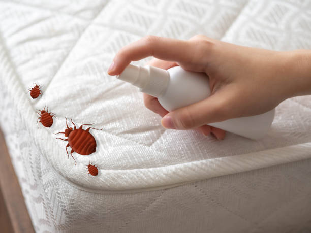 Best Ant Control Services  in Steger, IL