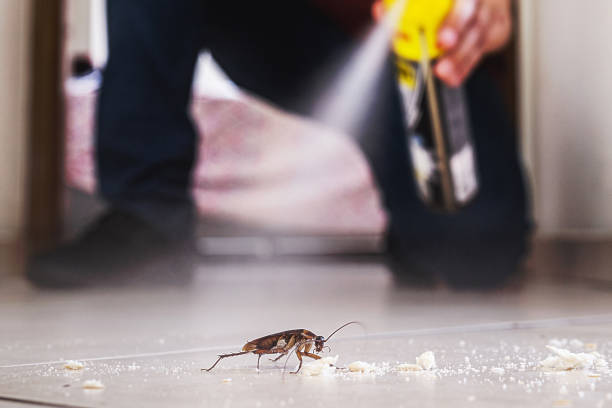 Best Spider Control Near Me  in Steger, IL